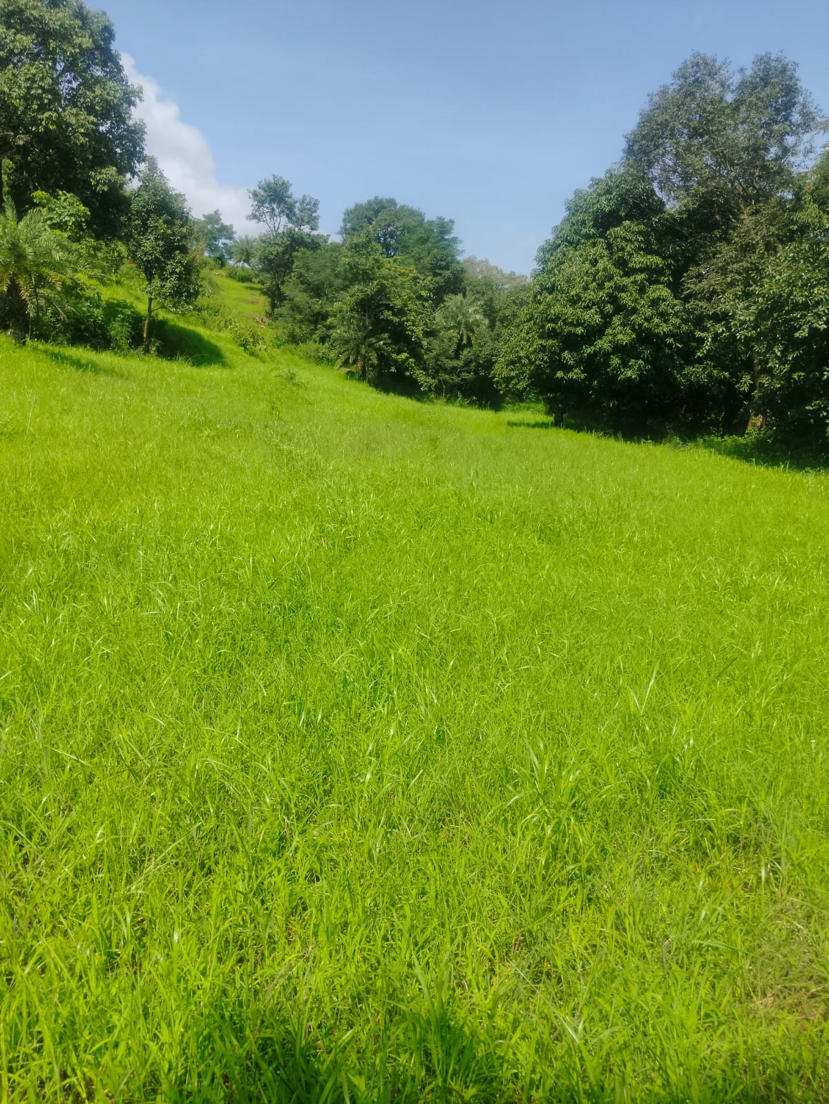 Green Valley - Main Image