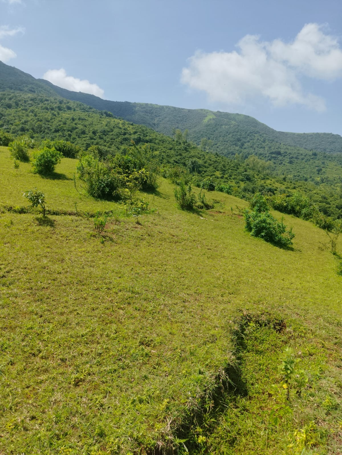Green Valley - Image 3